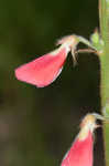 Spiked hoarypea